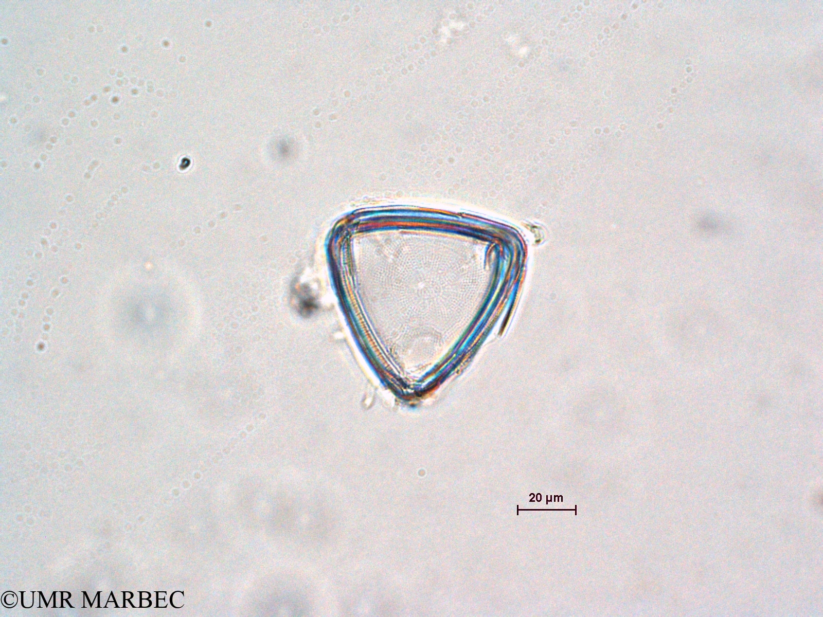 phyto/Scattered_Islands/all/COMMA April 2011/Triceratium sp3 (1)(copy).jpg